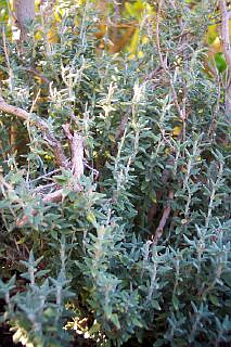 TEUCRIUM MARUM